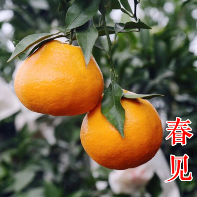 春见（耙耙柑）桔苗