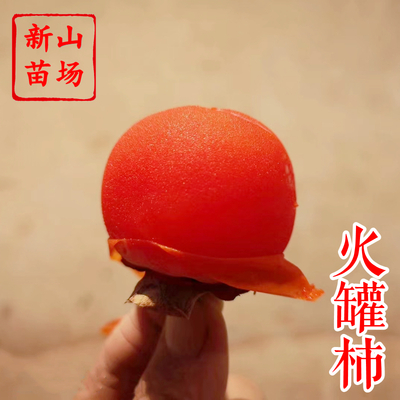 火罐柿子