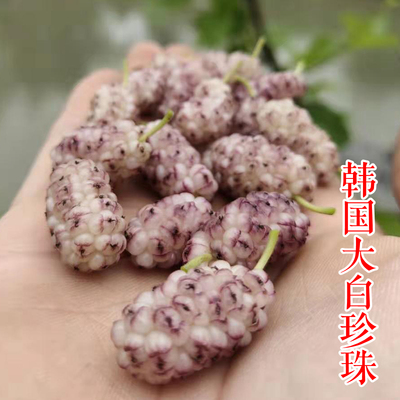 果桑-白珍珠果桑苗