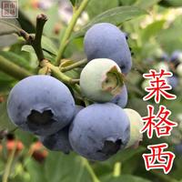蓝莓-莱格西蓝莓苗