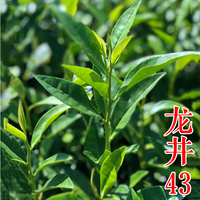 茶苗-龙井43茶叶苗