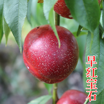 早红宝石优系油桃苗