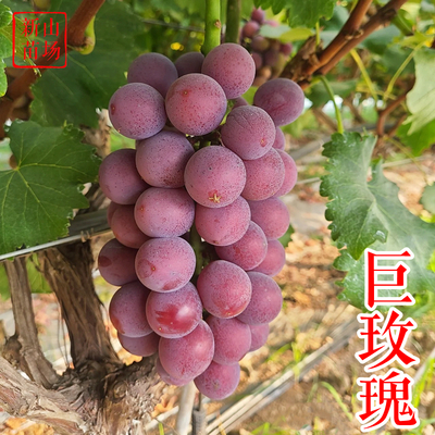 葡萄-巨玫瑰葡萄苗