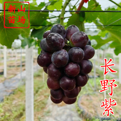 葡萄-长野紫葡萄苗