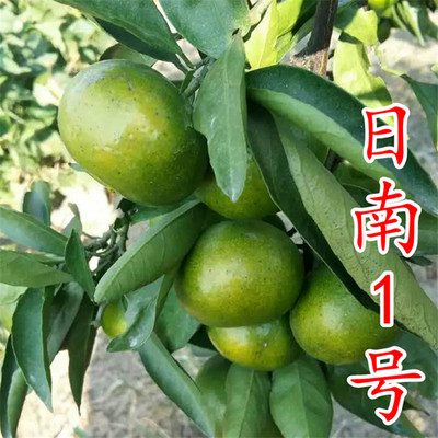 日南1号桔苗