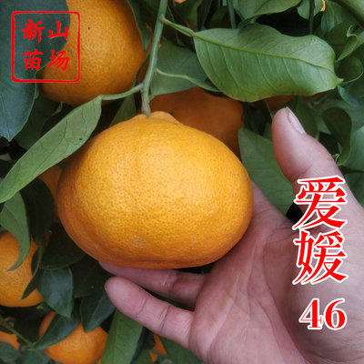 爱媛46号柑橘苗（啊蜜达）