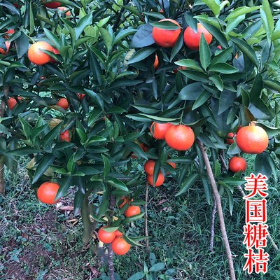 美国糖桔苗（世纪红）