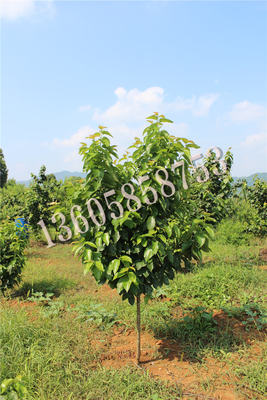 樱桃结果大树（多年生）