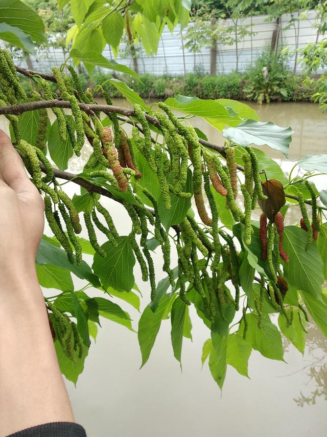 台湾超长果桑（紫金蜜桑），热带品种果桑，最长桑葚简介