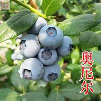 蓝莓-奥尼尔蓝莓苗
