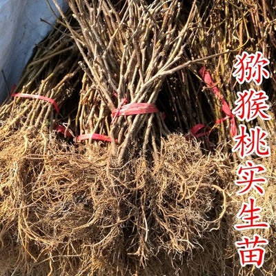 砧木-猕猴桃实生苗