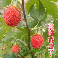 树莓-掌叶覆盆子（红树莓）