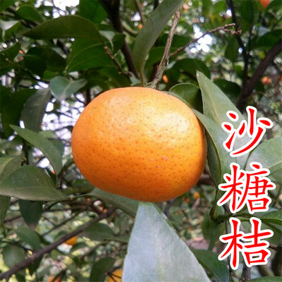 沙糖桔苗