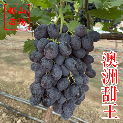 葡萄-澳洲甜王葡萄苗
