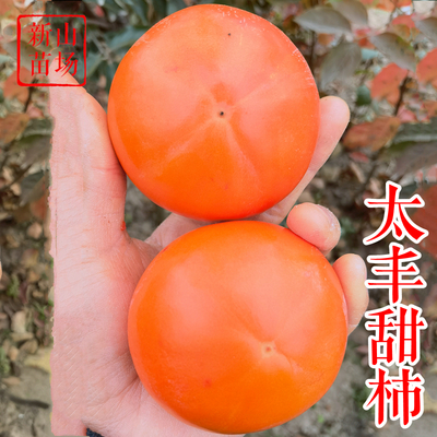太丰甜柿苗