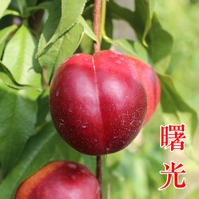 曙光油桃苗