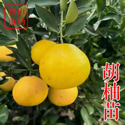 胡柚
