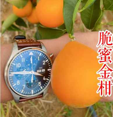 脆蜜金柑金桔苗