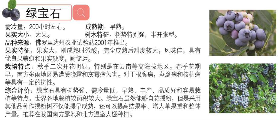 蓝莓品种介绍_06.png