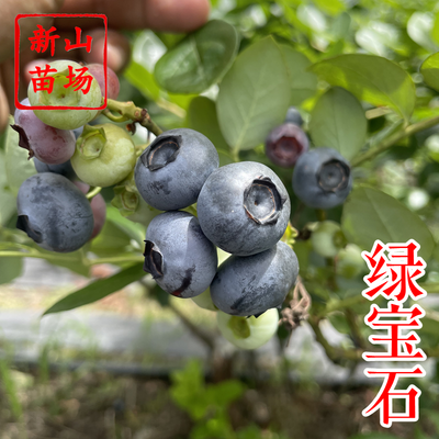 蓝莓-绿宝石蓝莓苗