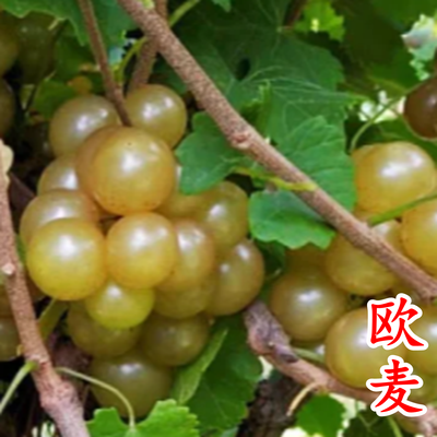 欧麦圆叶葡萄