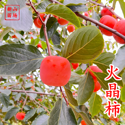 火晶柿子