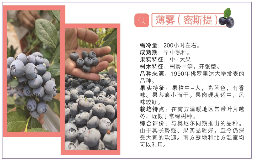 蓝莓品种介绍_05.png