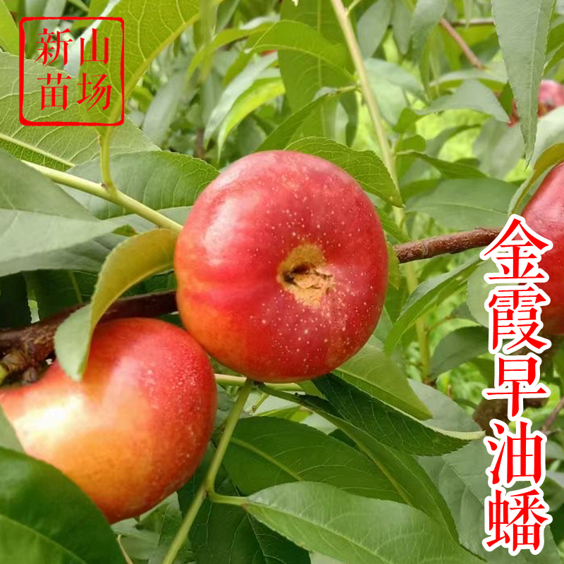 金霞早油蟠桃苗