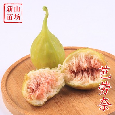 芭劳奈无花果苗