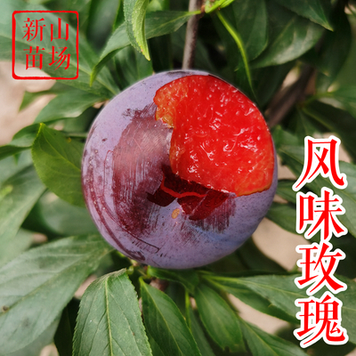 风味玫瑰杏李苗