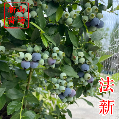蓝莓-法新蓝莓苗