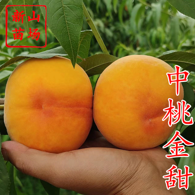 中桃金甜黄桃苗