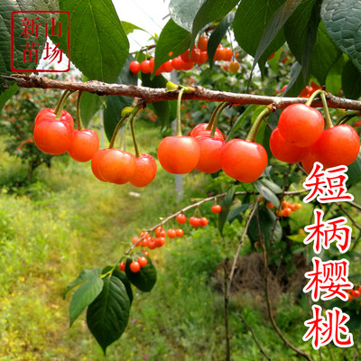 短柄樱桃苗