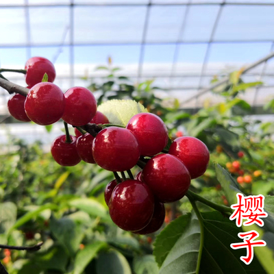樱子樱桃苗（紫晶）
