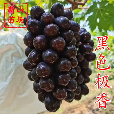 葡萄-黑色极香葡萄苗
