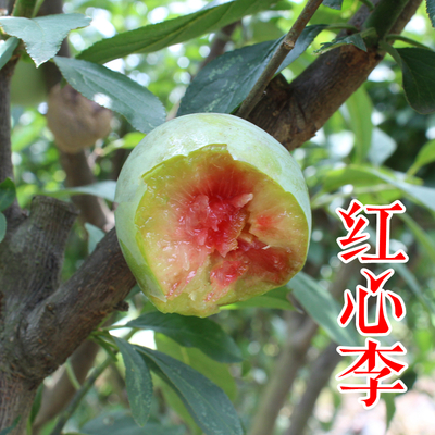 红心李子苗