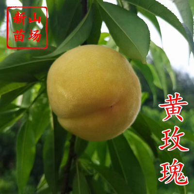 黄玫瑰黄桃苗
