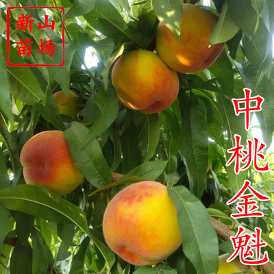 中桃金魁桃苗