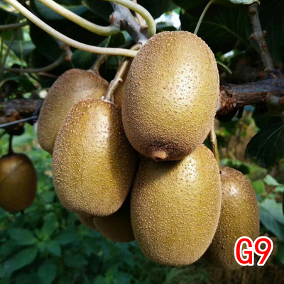 黄G9魅力金果猕猴桃苗