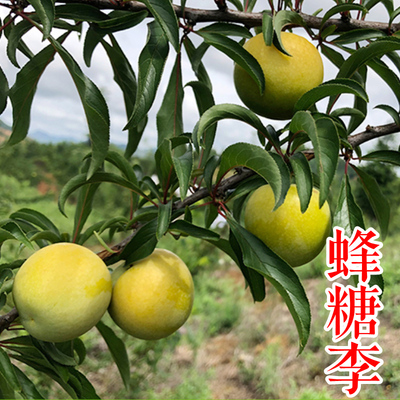 蜂糖李子苗