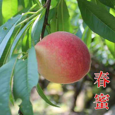 春蜜桃苗