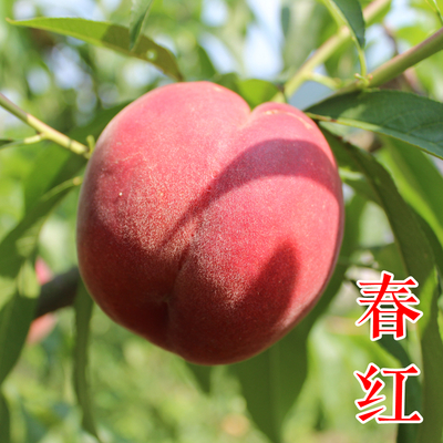 春红桃苗