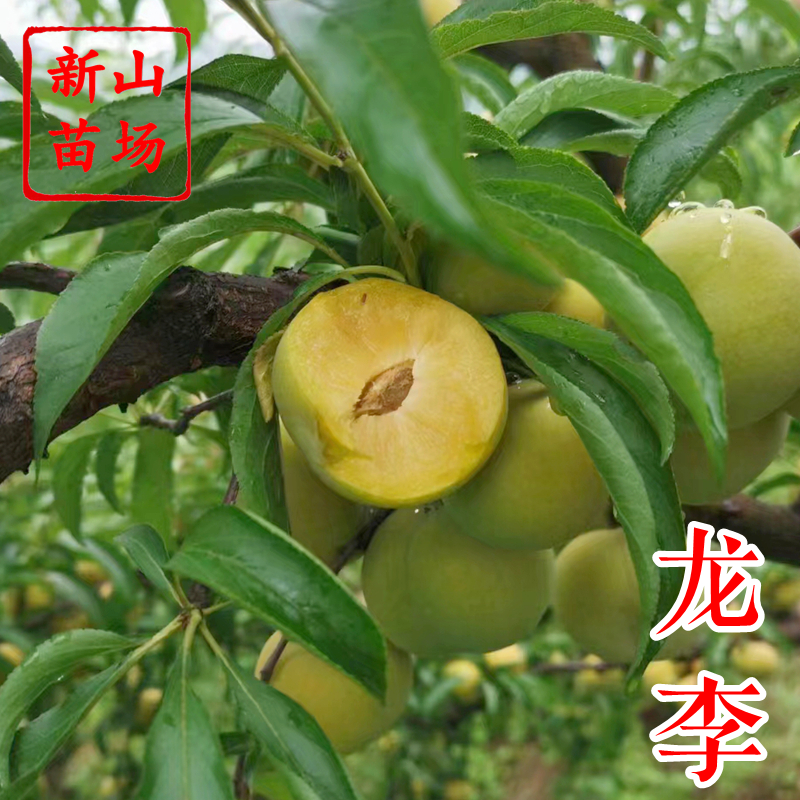 龙李苗（蜂糖李优系）