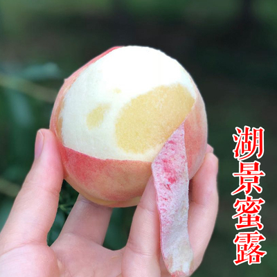 湖景蜜露水蜜桃苗