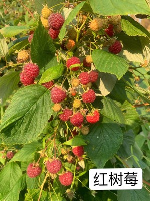 哈瑞太兹树莓