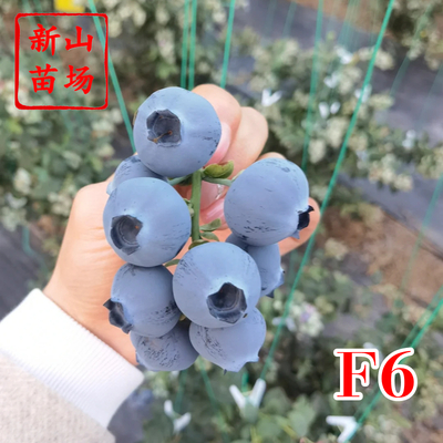 蓝莓-F6蓝莓苗
