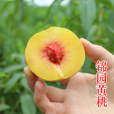 锦园中黄桃苗