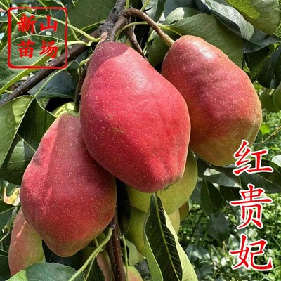 红贵妃梨