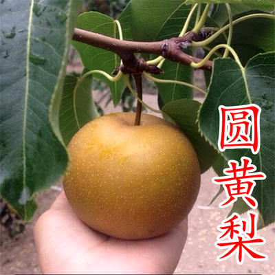 圆黄梨苗