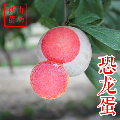 恐龙蛋杏李子苗